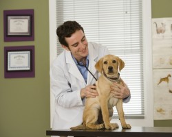 Вызов ветеринарного врача на дом