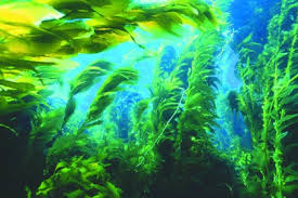 Морские водоросли против целлюлита